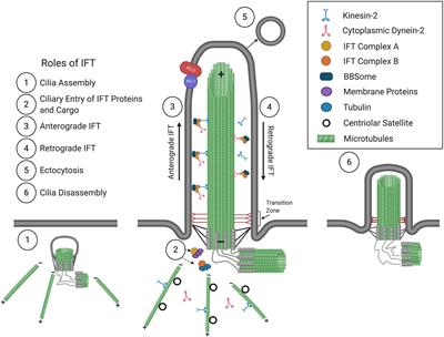 Intraflagellar Transport Proteins as Regulators of Primary Cilia Length